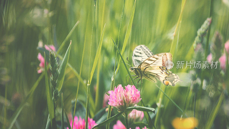 燕尾(蝴蝶)[Papilio machaon]